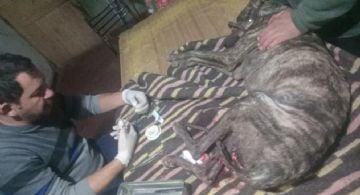 Un perro salvó a su dueño de morir durante el feroz ataque de un jabalí de 200 kilos
