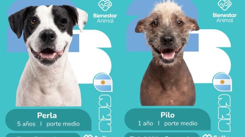 Con figuritas mundialistas, buscan que perros rescatados encuentren una familia