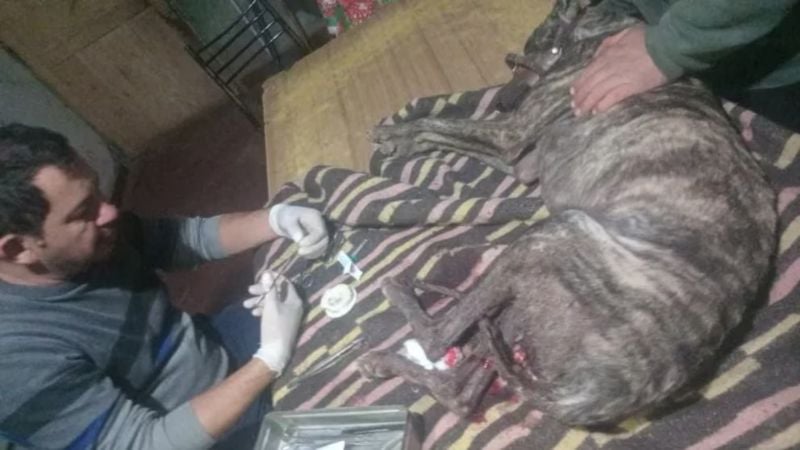 Un perro salvó a su dueño de morir durante el feroz ataque de un jabalí de 200 kilos