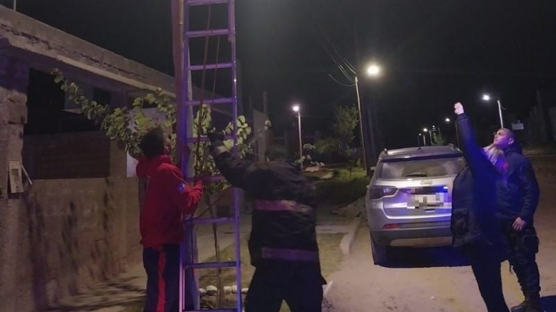 Rescataron a un gato que había quedado atrapado en un poste de luz en Valle Chico
