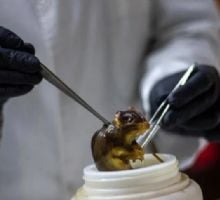 El Malbrán desplegó un equipo en Ushuaia para investigar un brote de hantavirus