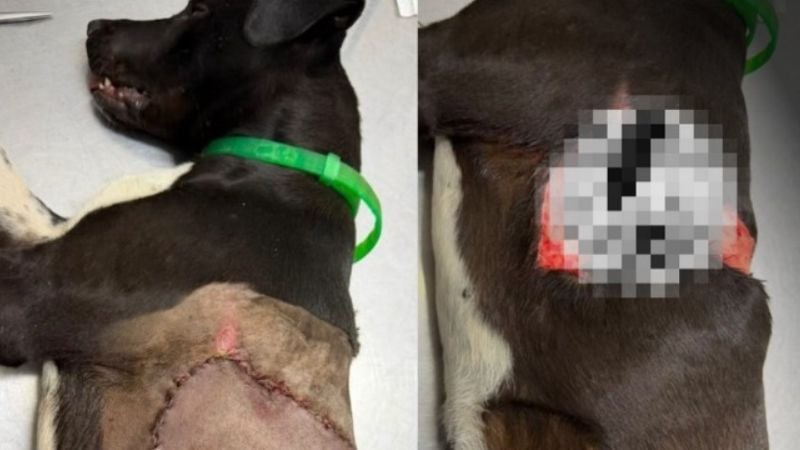 Horror en Catamarca: buscan al responsable de brutales ataques contra perros