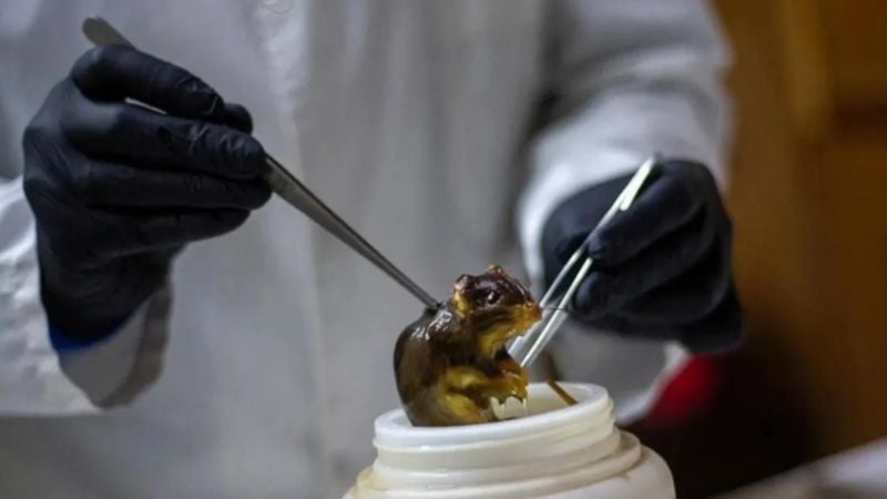 El Malbrán desplegó un equipo en Ushuaia para investigar un brote de hantavirus