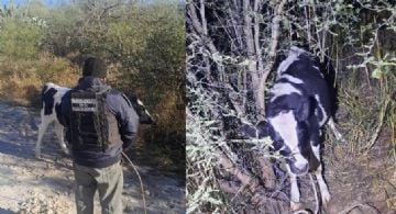La policía recuperó un animal robado