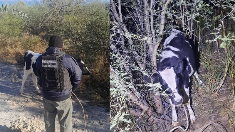 La policía recuperó un animal robado