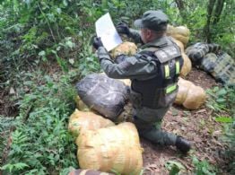 Ocultaban casi 190 kilos de marihuana entre la maleza