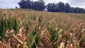 Declaran la emergencia agropecuaria en Chubut, Santa Cruz y zonas de Mendoza