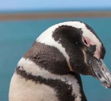 Estudio reveló que la población del pingüino de Magallanes crece en la Argentina