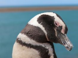 Estudio reveló que la población del pingüino de Magallanes crece en la Argentina