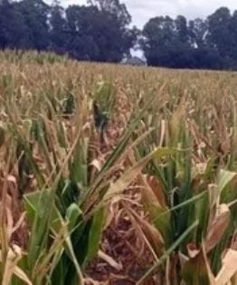 Declaran la emergencia agropecuaria en Chubut, Santa Cruz y zonas de Mendoza