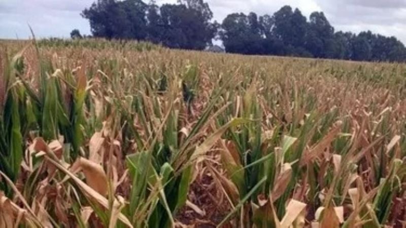 Declaran la emergencia agropecuaria en Chubut, Santa Cruz y zonas de Mendoza