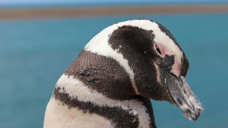 Estudio reveló que la población del pingüino de Magallanes crece en la Argentina