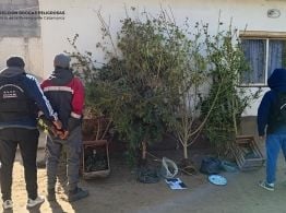 Andalgalá: en allanamiento secuestran plantas de marihuana de más de 2 metros de altura