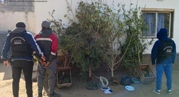 Andalgalá: en allanamiento secuestran plantas de marihuana de más de 2 metros de altura