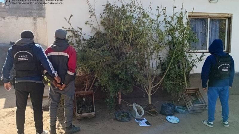 Andalgalá: en allanamiento secuestran plantas de marihuana de más de 2 metros de altura