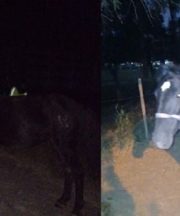 Secuestran una yegua suelta en plena ruta en Capayán