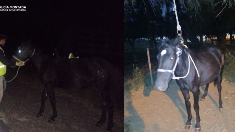 Secuestran una yegua suelta en plena ruta en Capayán