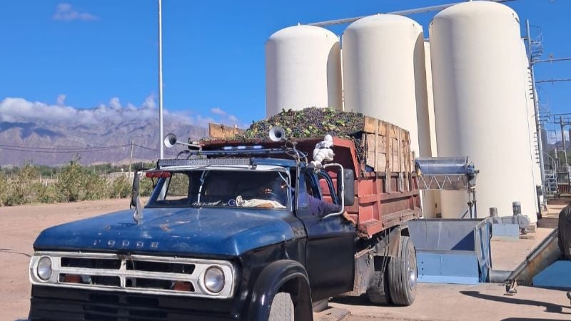 Campaña vitivinícola 2026: se recolectaron casi 8 millones de kilos de uva