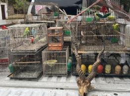 Vendían animales por internet y los enviaban a todo el país como encomiendas