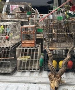 Vendían animales por internet y los enviaban a todo el país como encomiendas