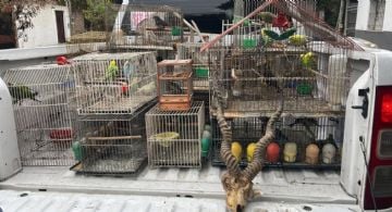 Vendían animales por internet y los enviaban a todo el país como encomiendas