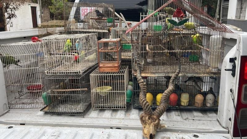 Vendían animales por internet y los enviaban a todo el país como encomiendas