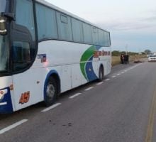 Un colectivo de larga distancia chocó contra un animal suelto