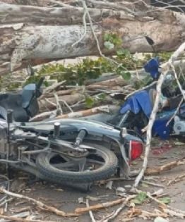 Un árbol cayó sobre motociclistas en plena calle