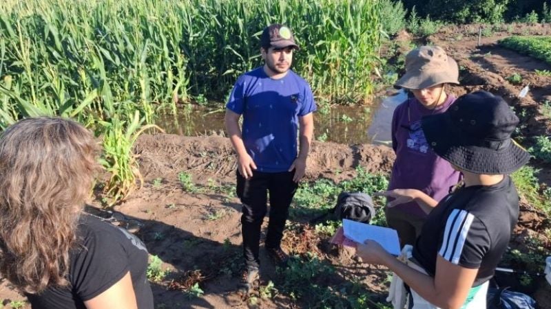 Detectan por primera vez el achaparramiento del maíz en Capayán y alertan por su alta incidencia