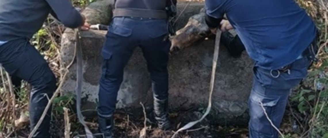 Rescataron a un caballo que cayó en una cisterna