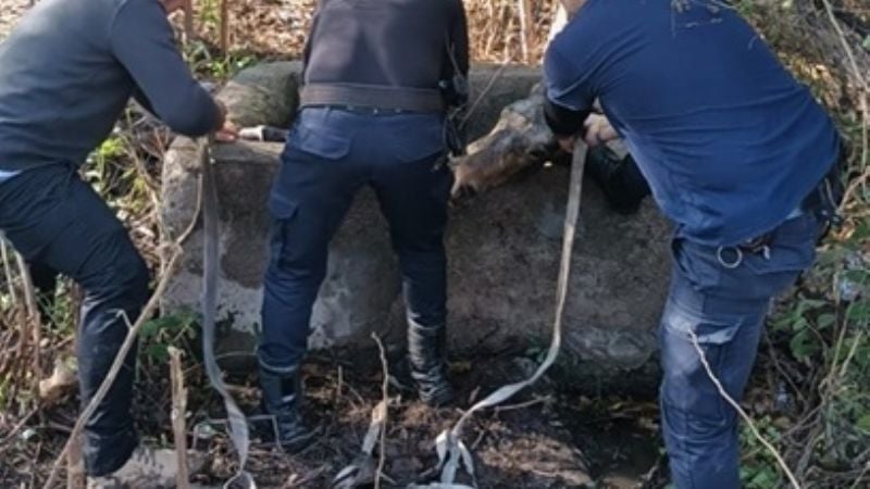Rescataron a un caballo que cayó en una cisterna