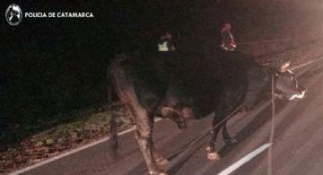 Secuestran animales sueltos en una ruta de La Paz