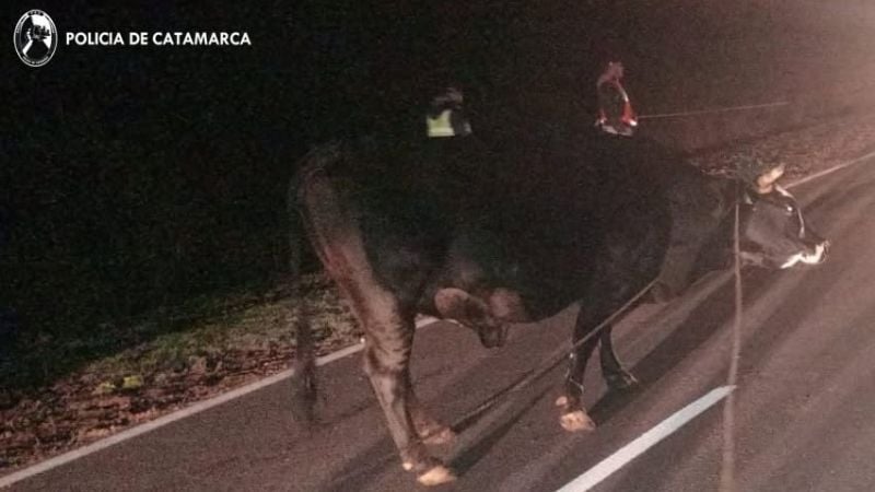 Secuestran animales sueltos en una ruta de La Paz