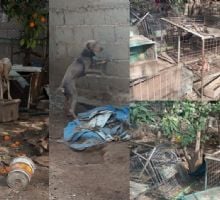 Rescataron 63 animales en un allanamiento por presunto maltrato animal en Capital