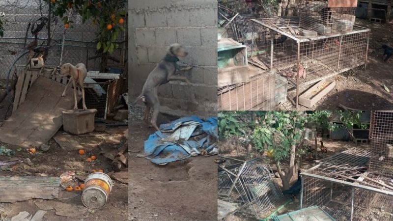 Rescataron 63 animales en un allanamiento por presunto maltrato animal en Capital