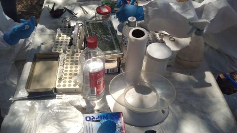 CONICET y Salud encabezan una investigación local sobre Hantavirus