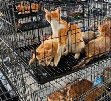 Rescataron 400 gatos que iban a ser vendidos para consumo humano
