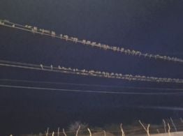 Loros provocaron inconvenientes en el servicio de energía eléctrica