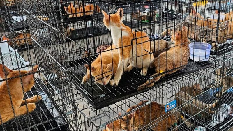 Rescataron 400 gatos que iban a ser vendidos para consumo humano