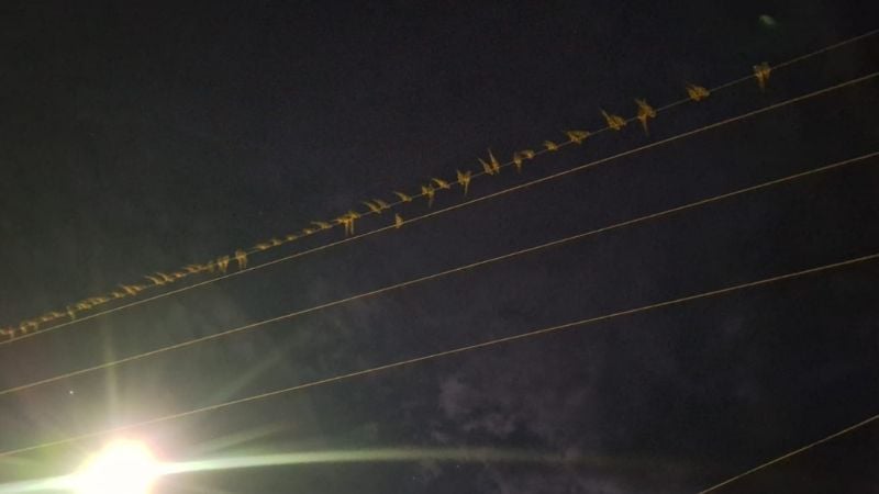 Loros provocaron inconvenientes en el servicio de energía eléctrica