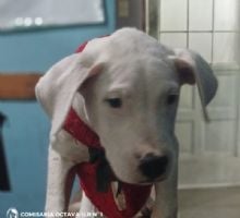 Entregan a la Policía un Dogo Argentino que habría sido robado