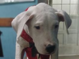 Entregan a la Policía un Dogo Argentino que habría sido robado