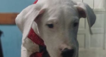 Entregan a la Policía un Dogo Argentino que habría sido robado