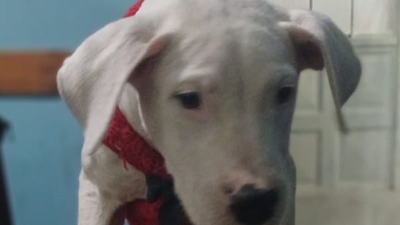 Entregan a la Policía un Dogo Argentino que habría sido robado