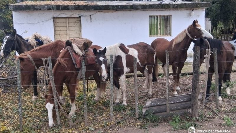 En una confusa situación, cuatro sujetos fueron detenidos por el robo de caballos