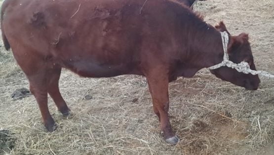 Recuperaron animales robados