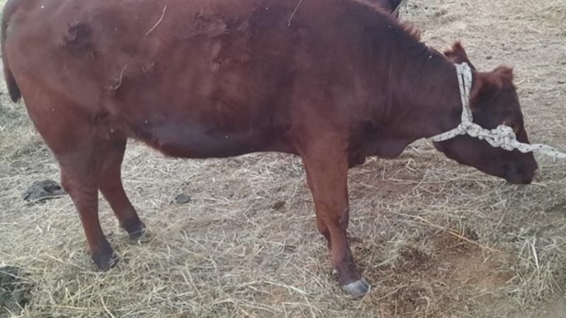 Recuperaron animales robados