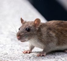 Vecinos denuncian una invasión de ratas en San Antonio de La Paz