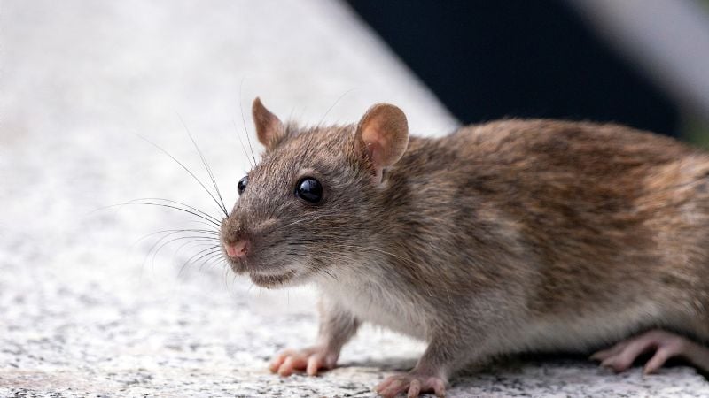 Vecinos denuncian una invasión de ratas en San Antonio de La Paz